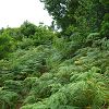 Plants: image 107 Of 131 Thumb